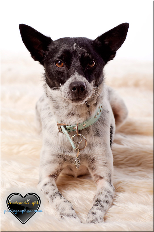 Sunshine Coast Pet Photography