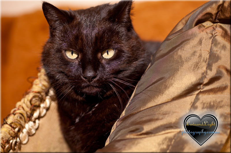 blackcat