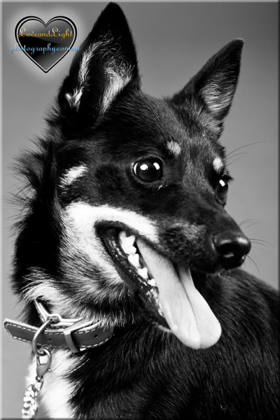 blackdog2