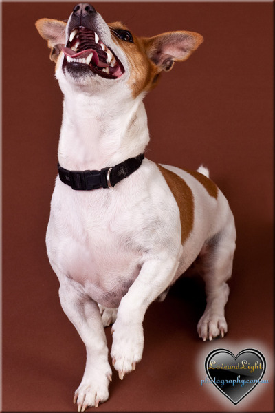 dogopenmouth