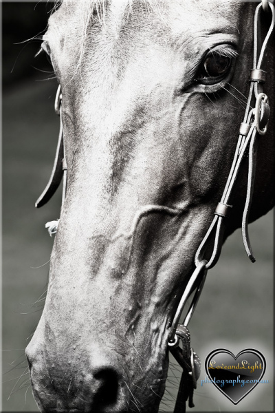 horseface
