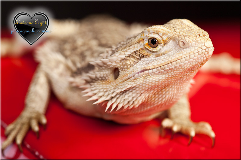lizard