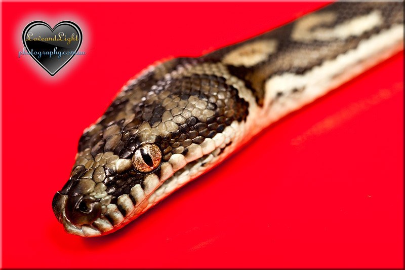 snake