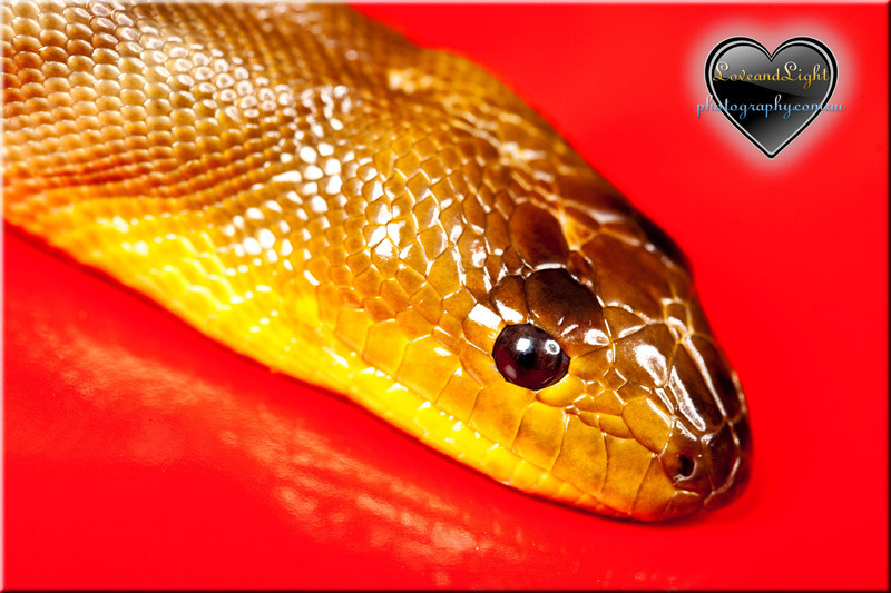 snakeyellow