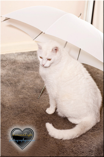 whitecat